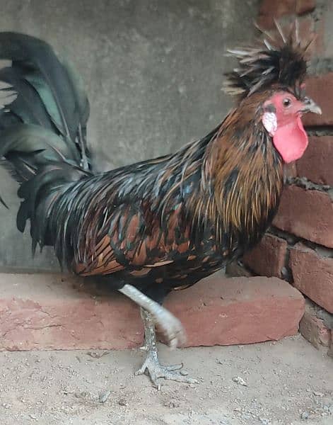 Polish rooster for sale 0