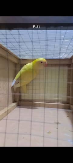 Parrots love birds Albino RE  creamino w/DNA