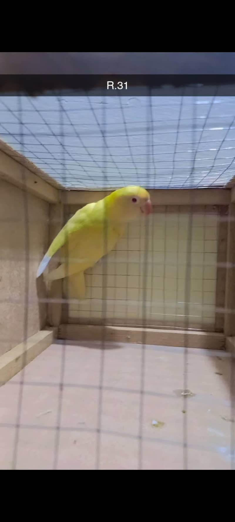 Parrots love birds Albino RE  creamino w/DNA 0