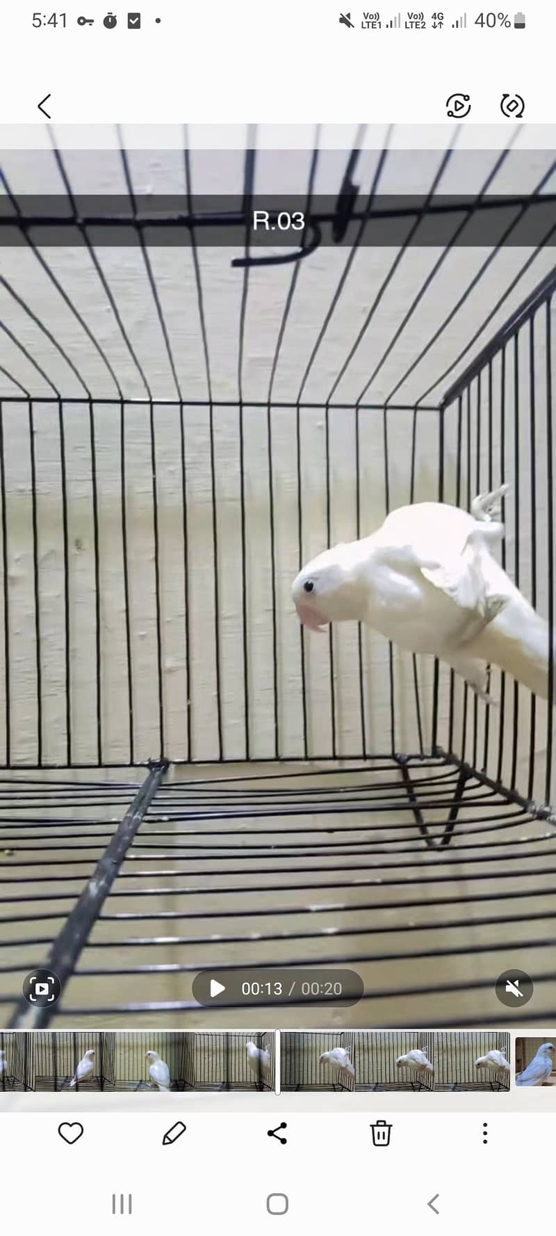 Parrots love birds Albino RE  creamino w/DNA 1