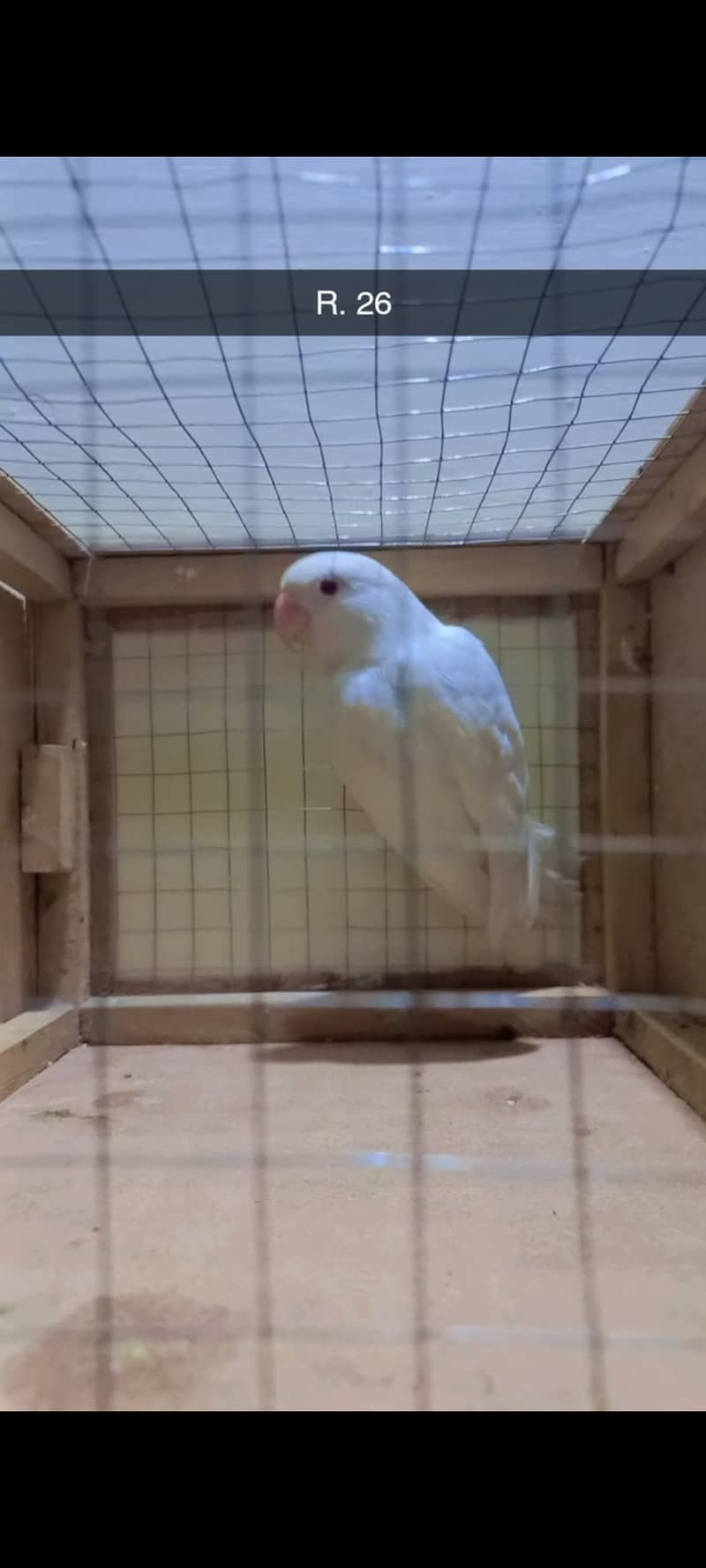 Parrots love birds Albino RE  creamino w/DNA 2