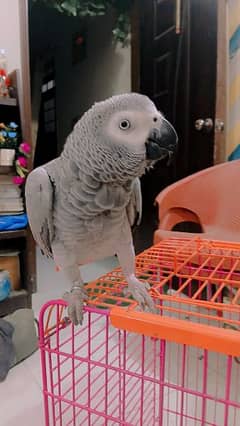 sale gray parrot talkin 0