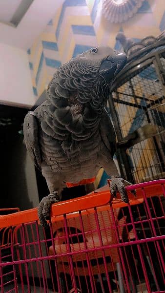 sale gray parrot talkin 1