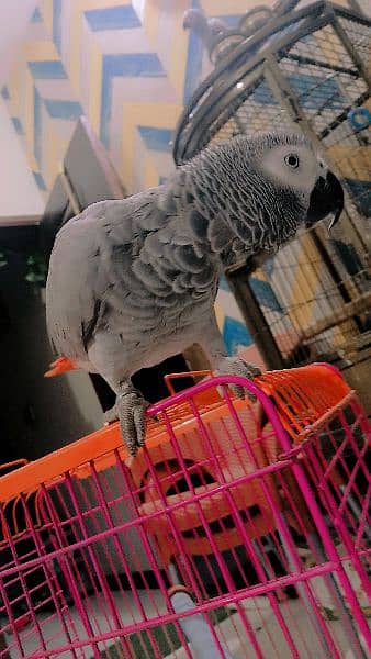 sale gray parrot talkin 2