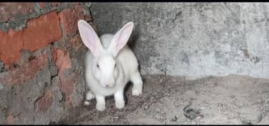 5 pairs of rabbits in Rs 3000