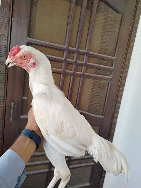 paper white Heera Male,white nok nali 1