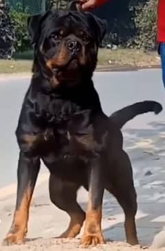 Top quality Pedigree rottweiler male available for stud/mating/cross