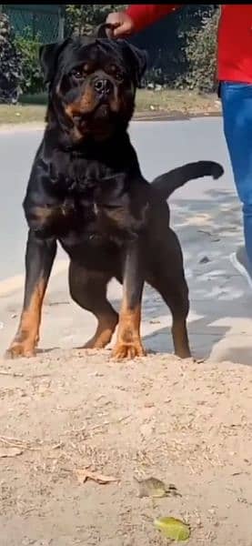 Top quality Pedigree rottweiler male available for stud/mating/cross 1