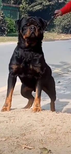 Top quality Pedigree rottweiler male available for stud/mating/cross 2