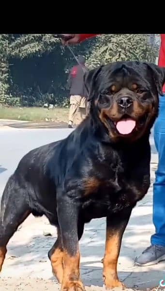 Top quality Pedigree rottweiler male available for stud/mating/cross 3