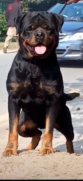 Top quality Pedigree rottweiler male available for stud/mating/cross 4