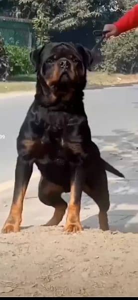 Top quality Pedigree rottweiler male available for stud/mating/cross 5