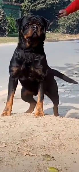 Top quality Pedigree rottweiler male available for stud/mating/cross 6