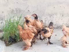 2 Months Age Chicks Golden Heavy Buff For Sale 0