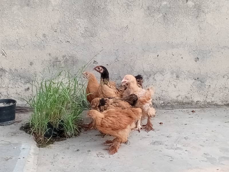 2 Months Age Chicks Golden Heavy Buff For Sale 2