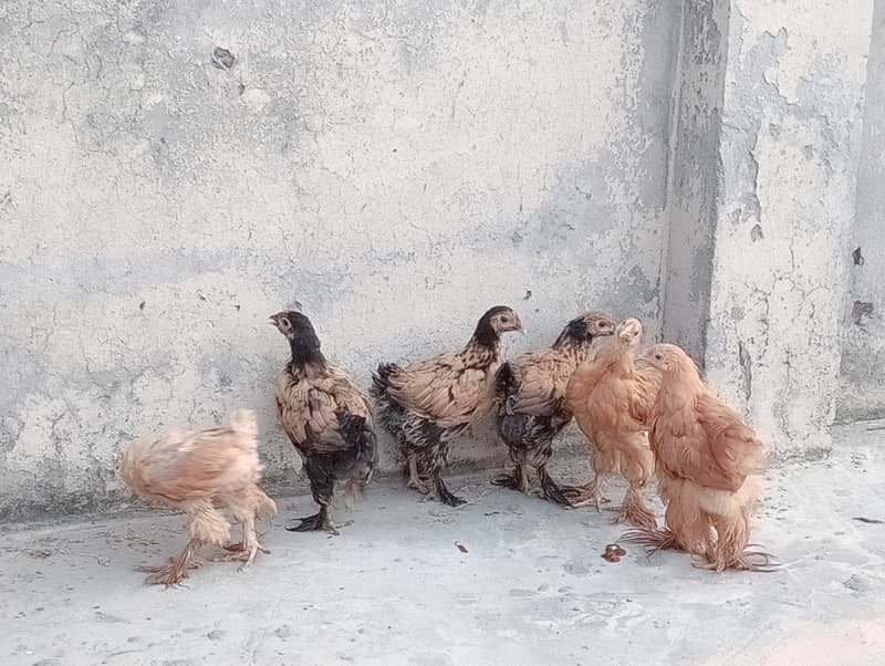 2 Months Age Chicks Golden Heavy Buff For Sale 3