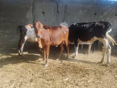 Dairy Farm Animal for sale