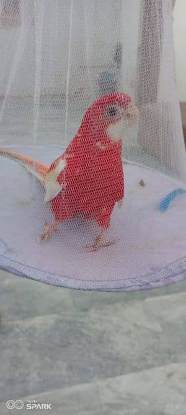 Beautiful and healthy red parrot 2