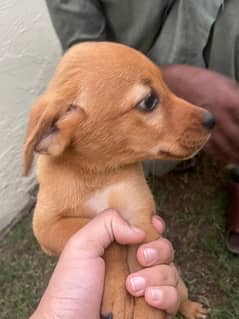 American Pitbull Puppy