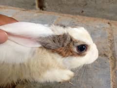 Rabbit pairs adult beautiful 0