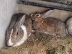 Rabbit pairs adult beautiful male female.     Whatsapp no 03403848887