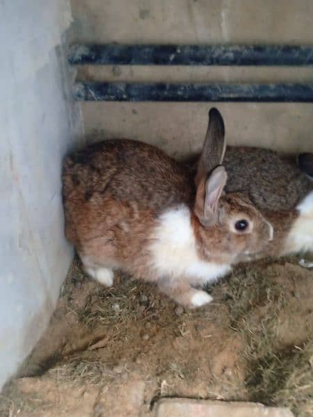 Rabbit pairs adult beautiful 2