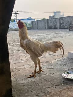 shamo pair with 2 pakistani females