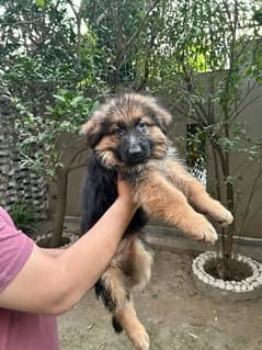 long coat german pedigree pup