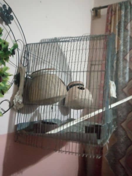 Birds cage 0