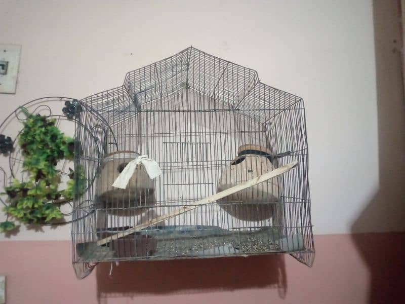 Birds cage 3