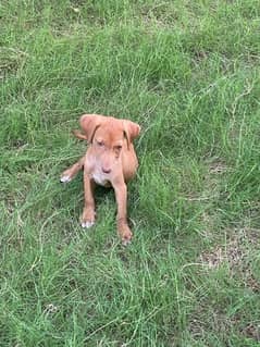 Pointer Solid Liver Puppy For Sale