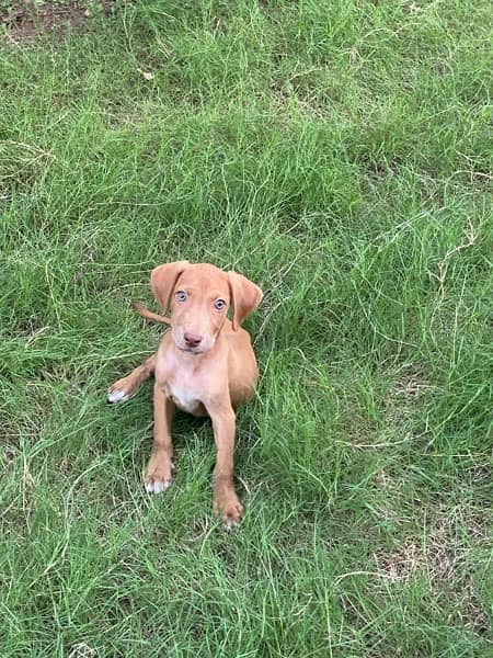 Pointer Solid Liver Puppy For Sale 1