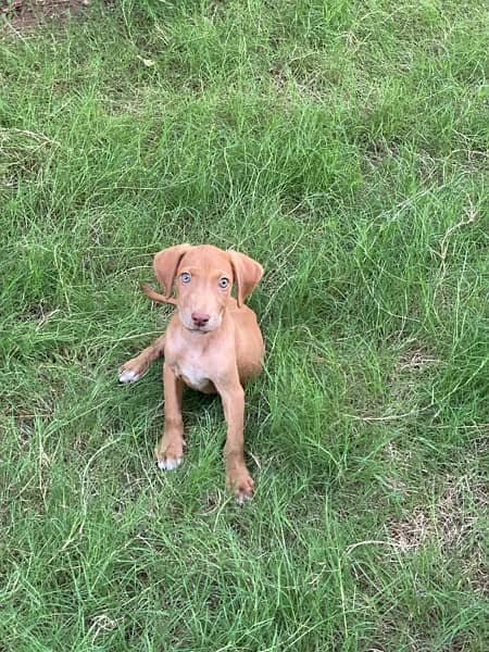 Pointer Solid Liver Puppy For Sale 2