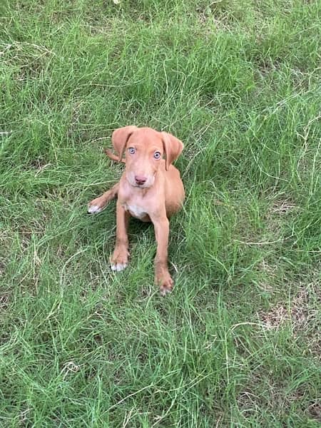 Pointer Solid Liver Puppy For Sale 3