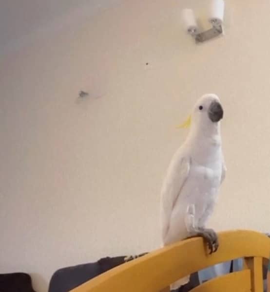 Cockatoo/ Medium sulphur cockatoo for sell 1