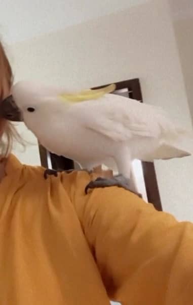 Cockatoo/ Medium sulphur cockatoo for sell 2