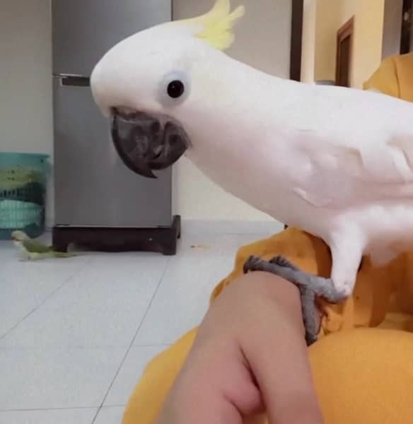 Cockatoo/ Medium sulphur cockatoo for sell 3