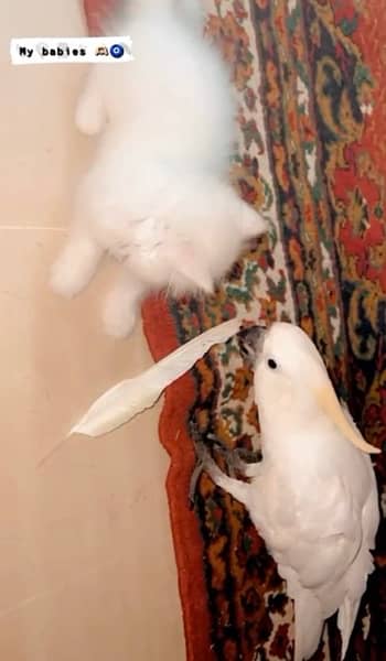 Cockatoo/ Medium sulphur cockatoo for sell 4