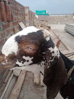 Makhi china Bakra for sall