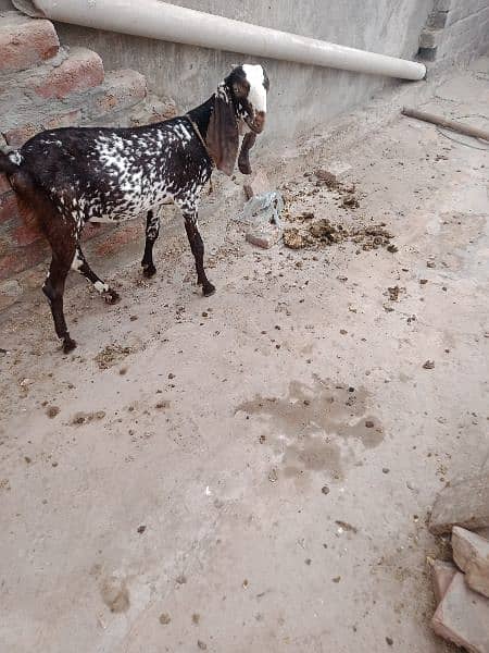 Makhi china Bakra for sall 1