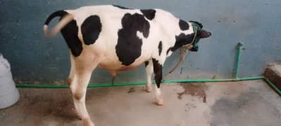 Holstein Friesian Calf age 6 Month