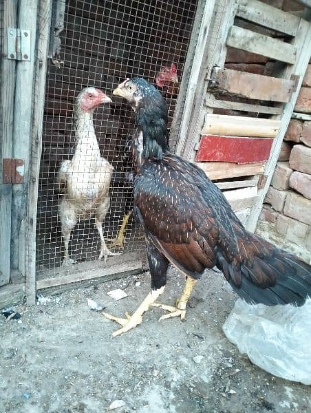 sale aseel long height female good active 3