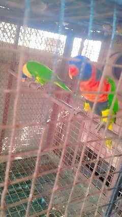 Lori Lorri Lory Lorikeet Swinson Rainbow