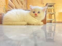 persion cat baby white blue eyes baby cat