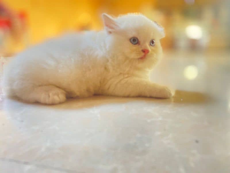 persion cat baby white blue eyes baby cat 1