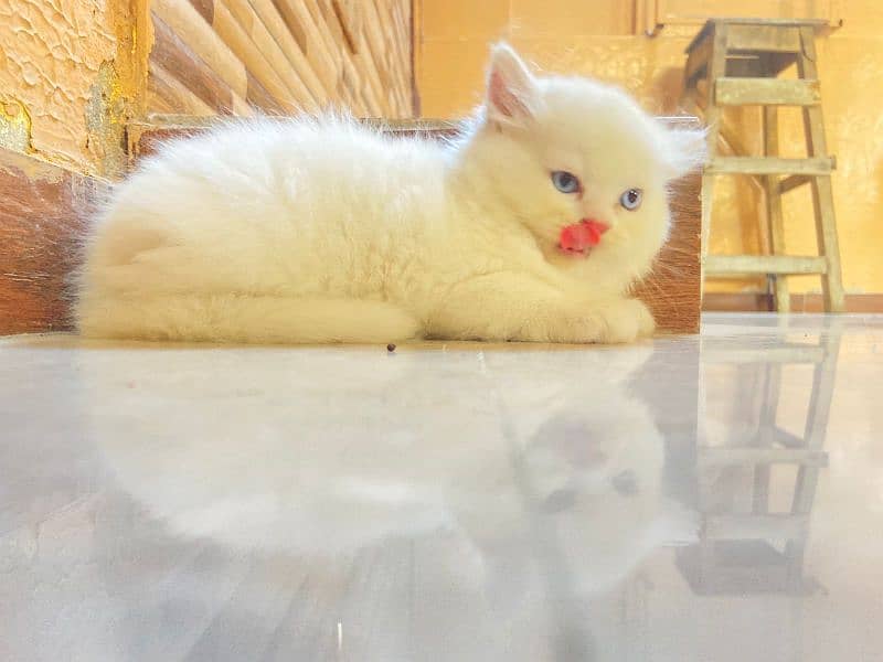 persion cat baby white blue eyes baby cat 2