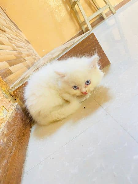 persion cat baby white blue eyes baby cat 3