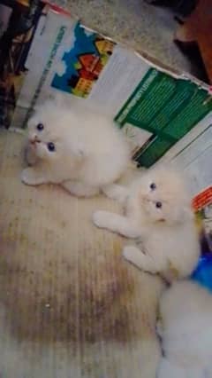 4 m/f both punch face persion  kitten triple coat  1 peki kitten