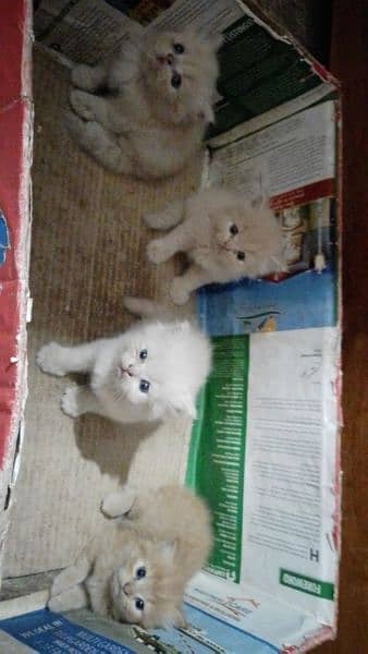 4 m/f both punch face persion  kitten triple coat  1 peki kitten 1