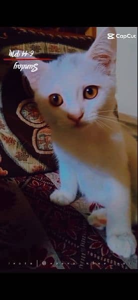 Persian male little trained single cot 1